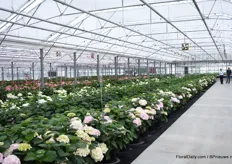 Besides pot plants, they are also working on breeding cut hydrangeas. In this part of the greenhouse, which they bought 2 years ago, they show the varieties to their growers.